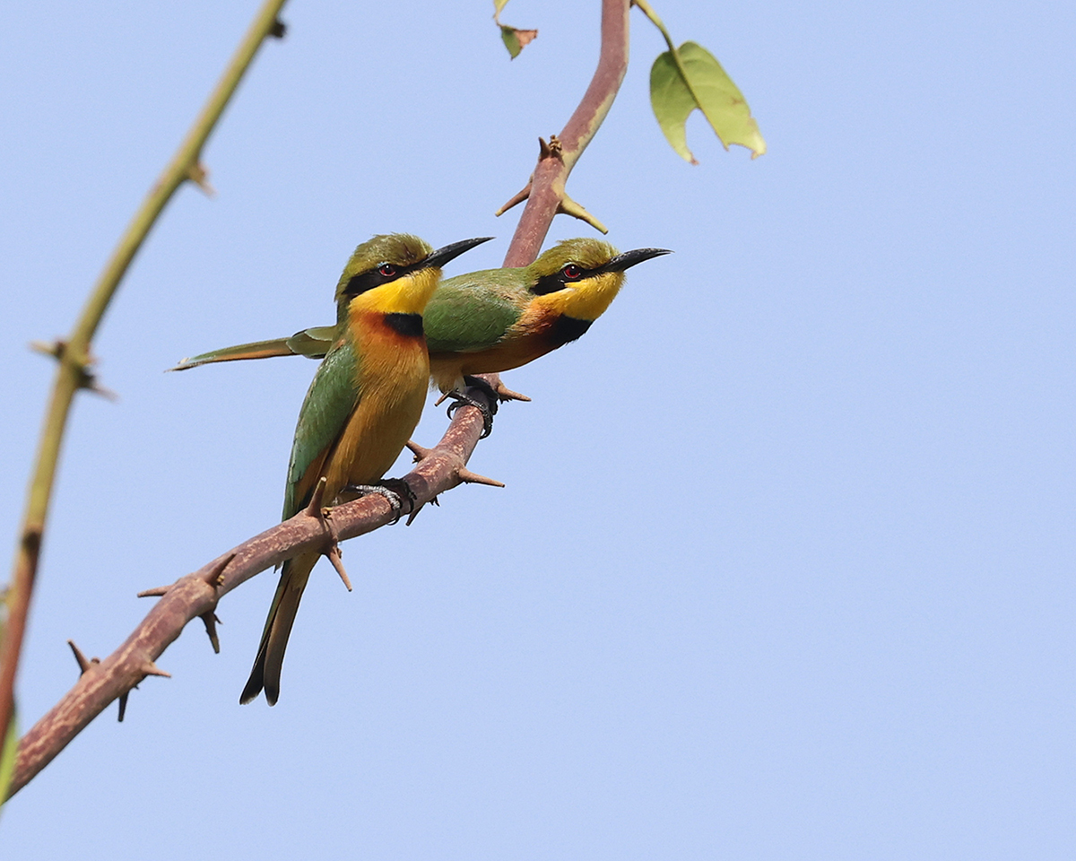 Little Bee-eater
